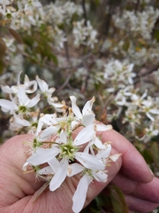 Amelanchier × lamarckii