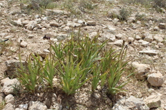 Iris atrofusca