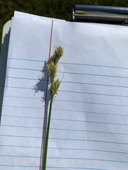Carex tetrastachya