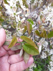 Amelanchier × lamarckii