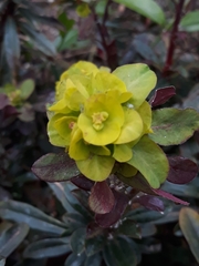 Euphorbia