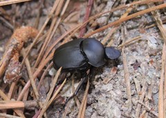 Canthon chalcites