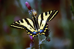Papilio alexanor