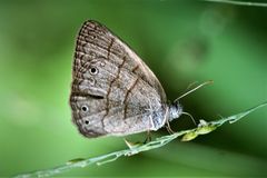 Hermeuptychia gisella