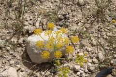 Leiotulus secacul