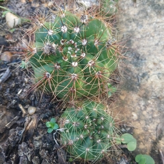 Parodia ottonis