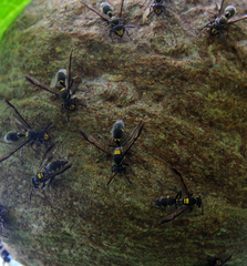 Polybia ruficeps xanthops