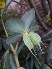 Helleboreae