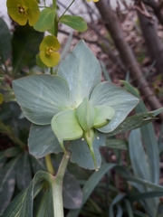 Helleboreae