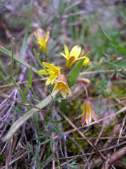 Gagea reverchonii