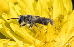 Andrena