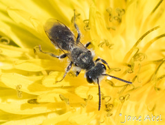 Andrena