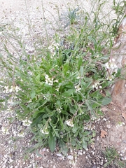 Capsella bursa-pastoris