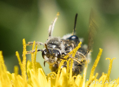 Andrena