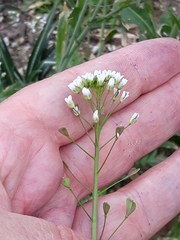 Capsella bursa-pastoris