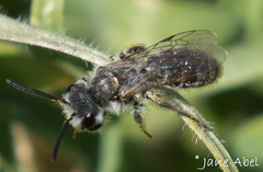 Andrena