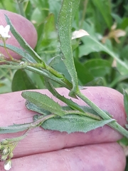 Capsella bursa-pastoris