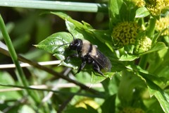 Andrena transnigra