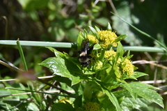 Andrena transnigra