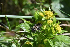 Andrena transnigra