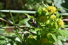 Andrena transnigra