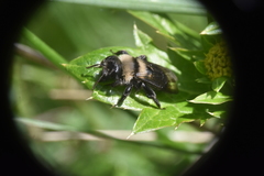 Andrena transnigra