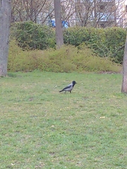Corvus cornix