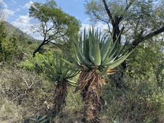 Aloe castanea