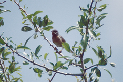Curruca cantillans albistriata