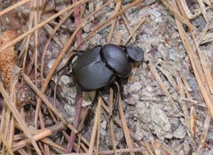 Canthon chalcites