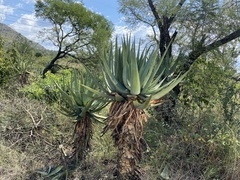 Aloe castanea