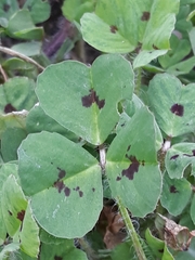 Medicago arabica