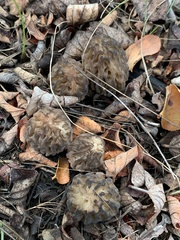 Morchella brunnea