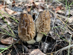 Morchella brunnea