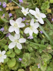 Claytonia virginica