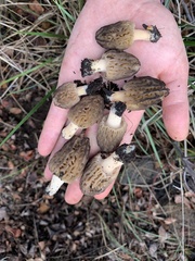 Morchella brunnea