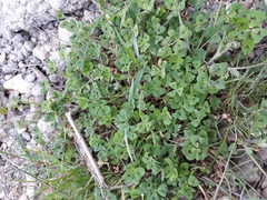 Medicago arabica