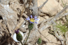 Volutaria crupinoides