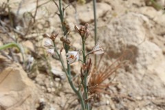 Asphodelus tenuifolius