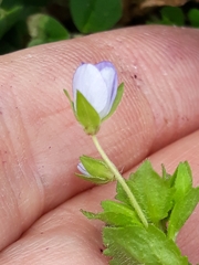Veronica persica