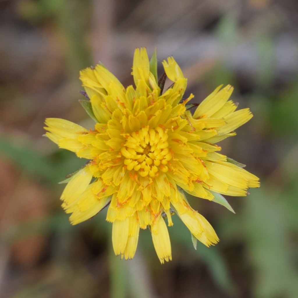 bigflower agoseris from Joseph D. Grant County Park, CA, US on May 26 ...