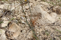 Asphodelus tenuifolius