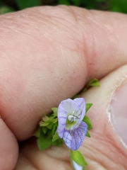 Veronica persica