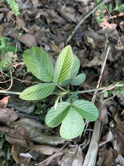Dendrolobium triangulare