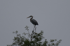 Ardea herodias herodias