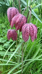 Fritillaria meleagris