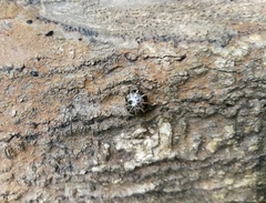Glomeridae