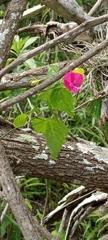 Hibiscus phoeniceus