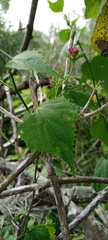 Hibiscus phoeniceus