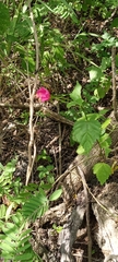 Hibiscus phoeniceus